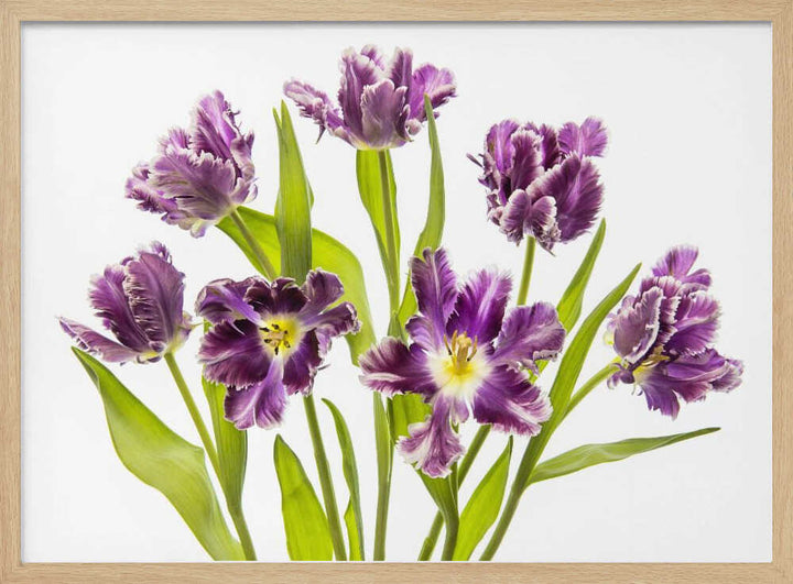Vibrant Purple Tulips - Stretched Canvas Poster or Fine Art Print