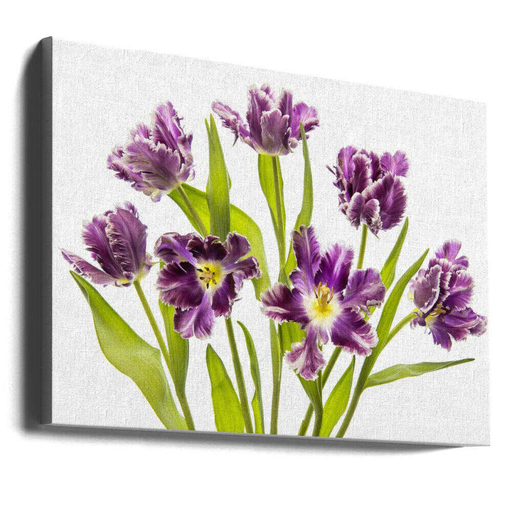 Vibrant Purple Tulips - Stretched Canvas Poster or Fine Art Print