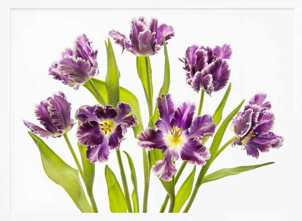 Vibrant Purple Tulips - Stretched Canvas Poster or Fine Art Print