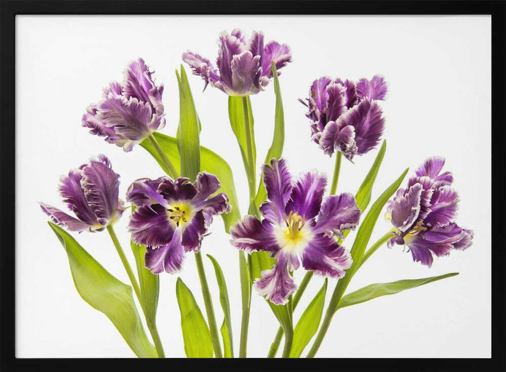 Vibrant Purple Tulips - Stretched Canvas Poster or Fine Art Print