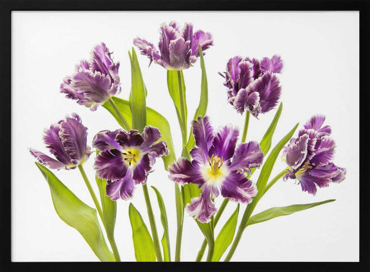 Vibrant Purple Tulips - Stretched Canvas Poster or Fine Art Print
