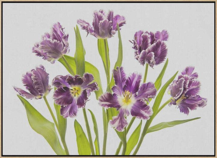 Vibrant Purple Tulips - Stretched Canvas Poster or Fine Art Print