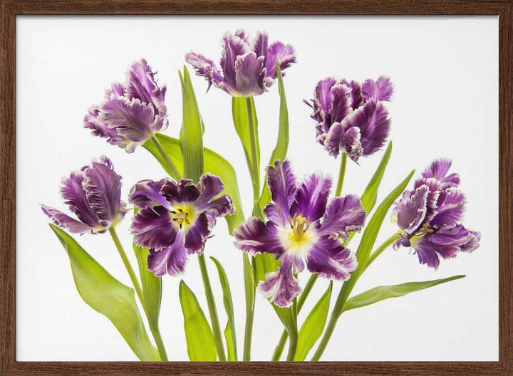 Vibrant Purple Tulips - Stretched Canvas Poster or Fine Art Print