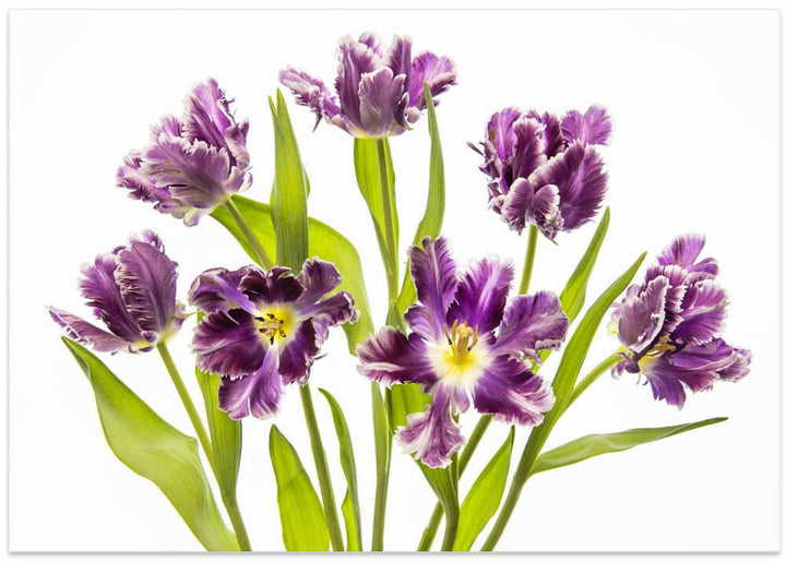 Vibrant Purple Tulips - Stretched Canvas Poster or Fine Art Print