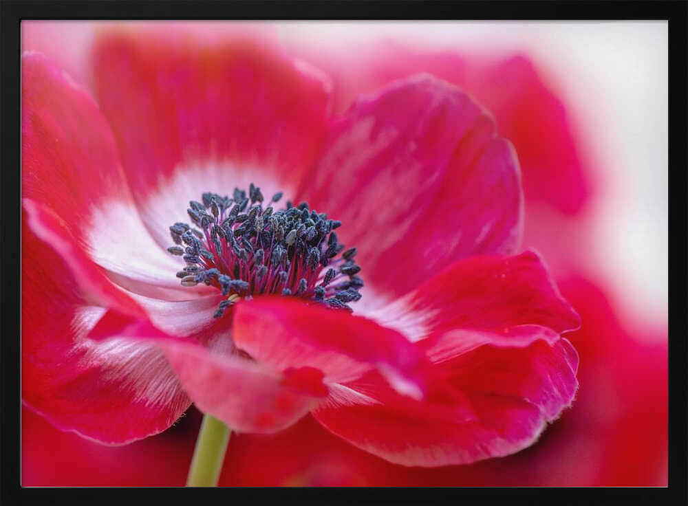 Vibrant Red Anemone - Floral Photographic Stretched Canvas Poster or Fine Art Print