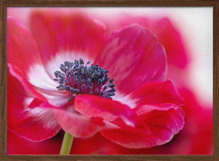 Vibrant Red Anemone - Floral Photographic Stretched Canvas Poster or Fine Art Print