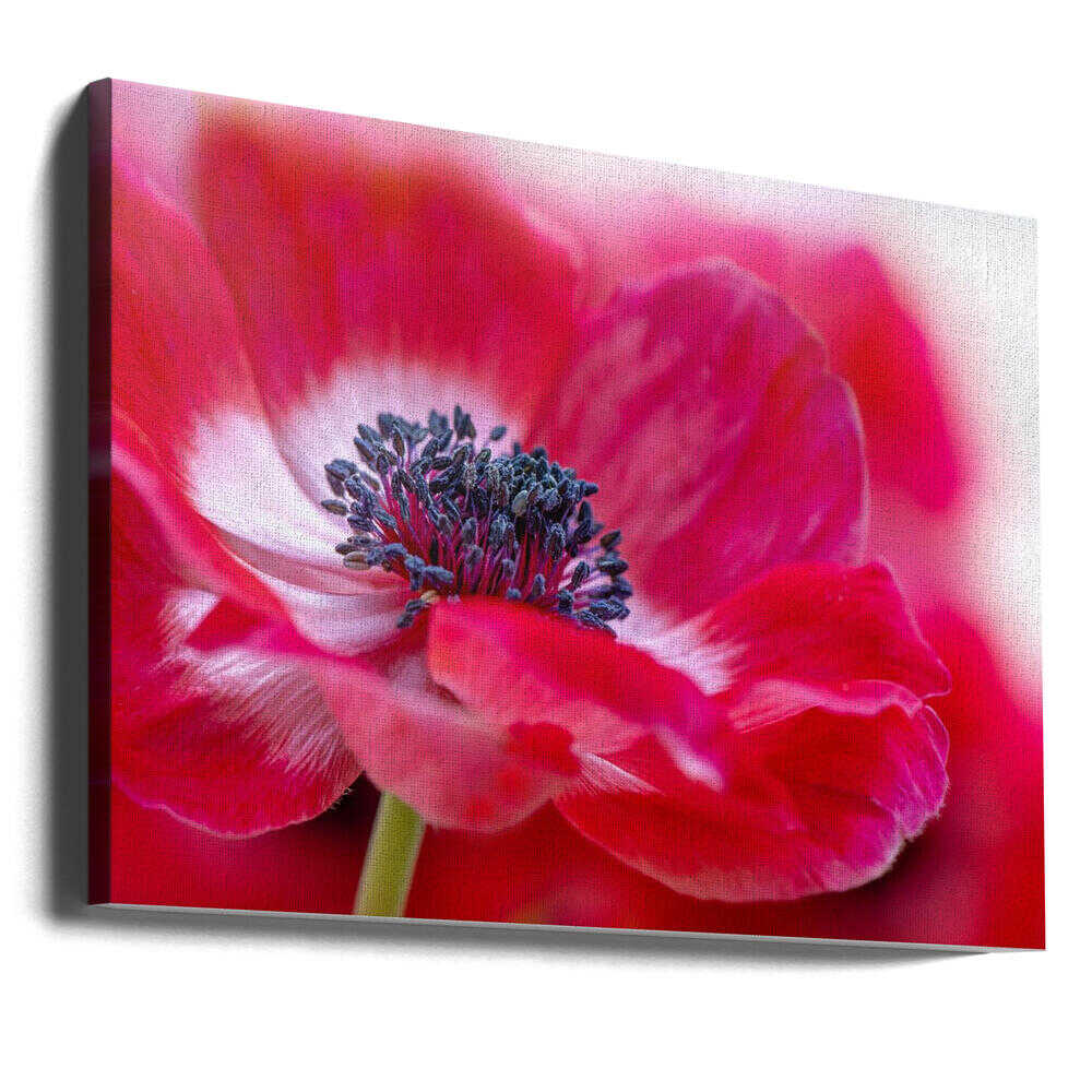 Vibrant Red Anemone - Floral Photographic Stretched Canvas Poster or Fine Art Print