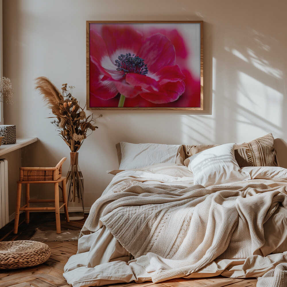 Vibrant Red Anemone - Floral Photographic Stretched Canvas Poster or Fine Art Print