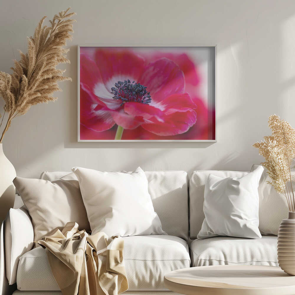 Vibrant Red Anemone - Floral Photographic Stretched Canvas Poster or Fine Art Print