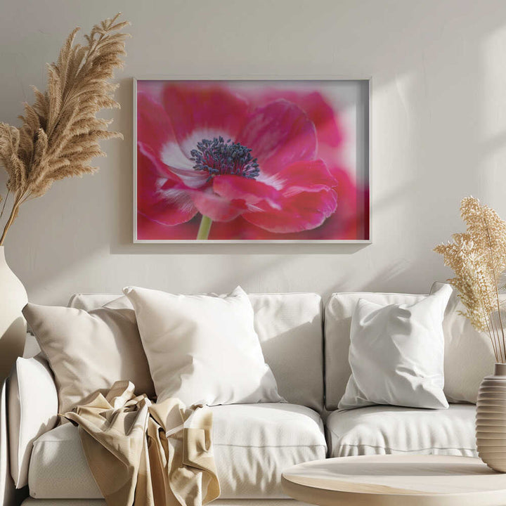 Vibrant Red Anemone - Floral Photographic Stretched Canvas Poster or Fine Art Print