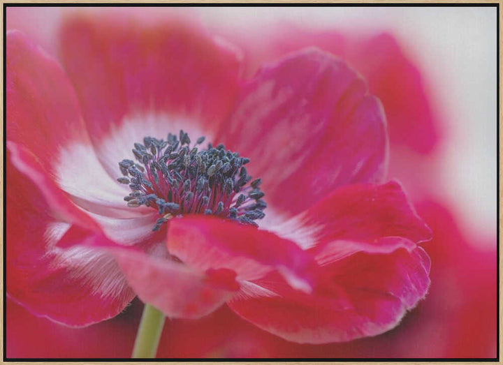 Vibrant Red Anemone - Floral Photographic Stretched Canvas Poster or Fine Art Print