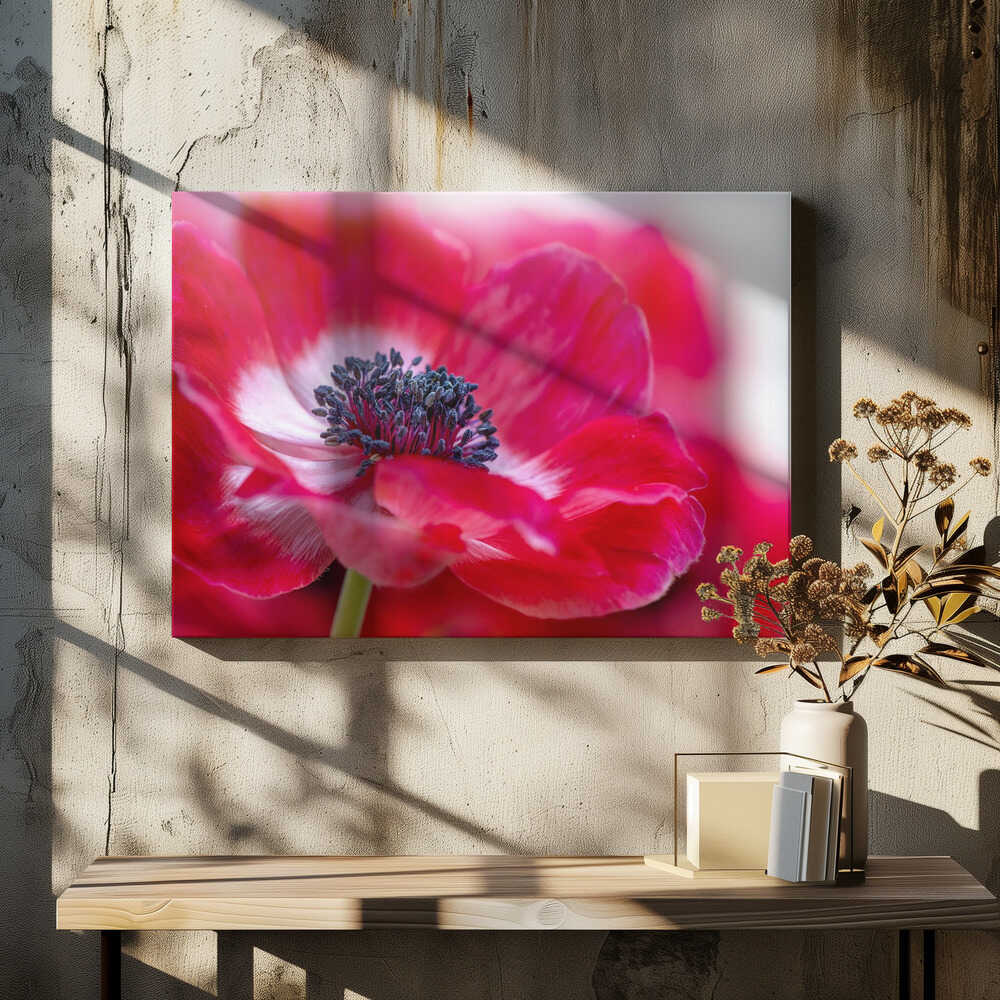 Vibrant Red Anemone - Floral Photographic Stretched Canvas Poster or Fine Art Print