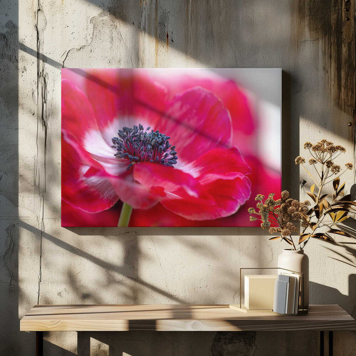 Vibrant Red Anemone - Floral Photographic Stretched Canvas Poster or Fine Art Print
