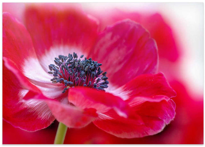 Vibrant Red Anemone - Floral Photographic Stretched Canvas Poster or Fine Art Print