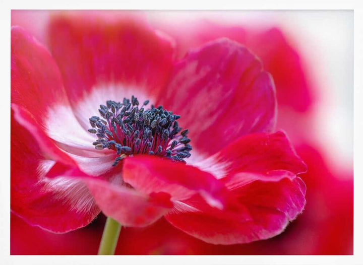 Vibrant Red Anemone - Floral Photographic Stretched Canvas Poster or Fine Art Print