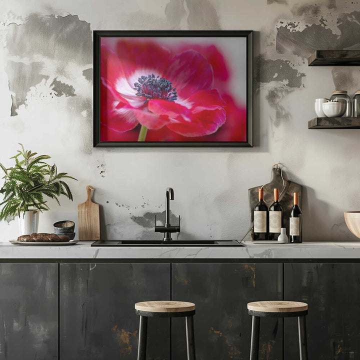 Vibrant Red Anemone - Floral Photographic Stretched Canvas Poster or Fine Art Print