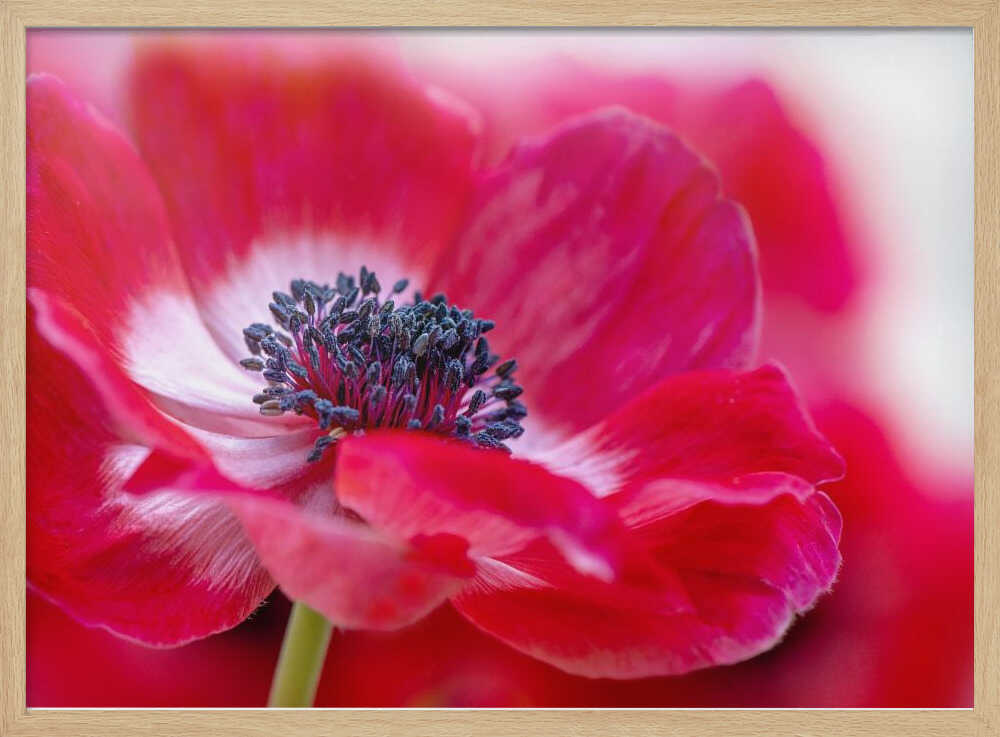 Vibrant Red Anemone - Floral Photographic Stretched Canvas Poster or Fine Art Print