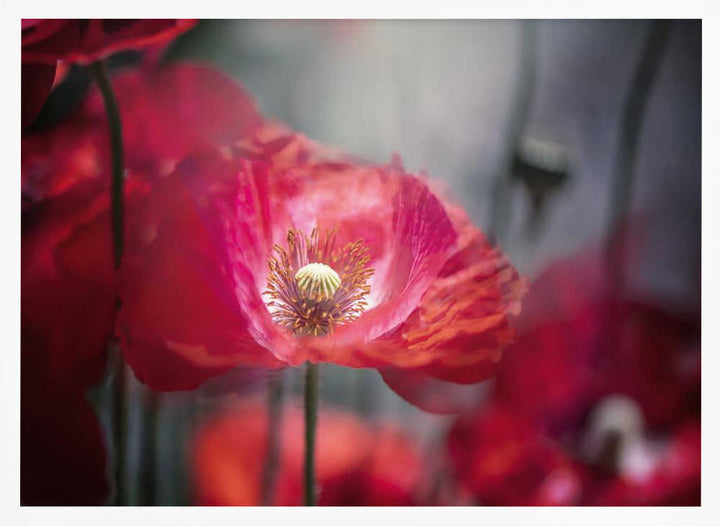 Vibrant Red Poppy - Floral Photographic Stretched Canvas Poster or Fine Art Print