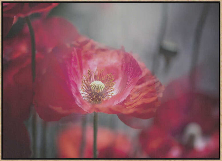 Vibrant Red Poppy - Floral Photographic Stretched Canvas Poster or Fine Art Print