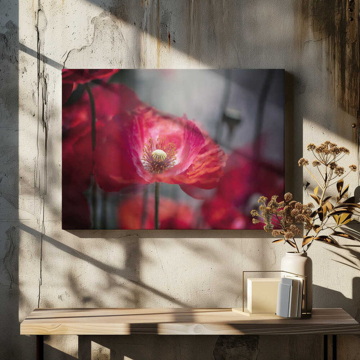 Vibrant Red Poppy - Floral Photographic Stretched Canvas Poster or Fine Art Print
