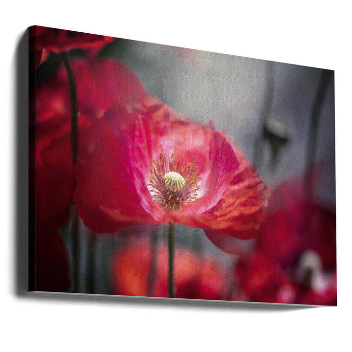 Vibrant Red Poppy - Floral Photographic Stretched Canvas Poster or Fine Art Print