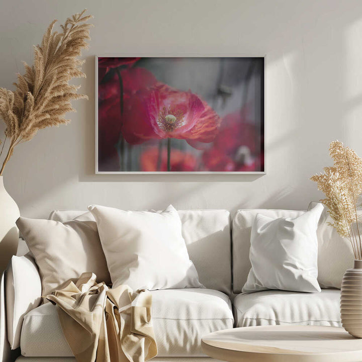 Vibrant Red Poppy - Floral Photographic Stretched Canvas Poster or Fine Art Print