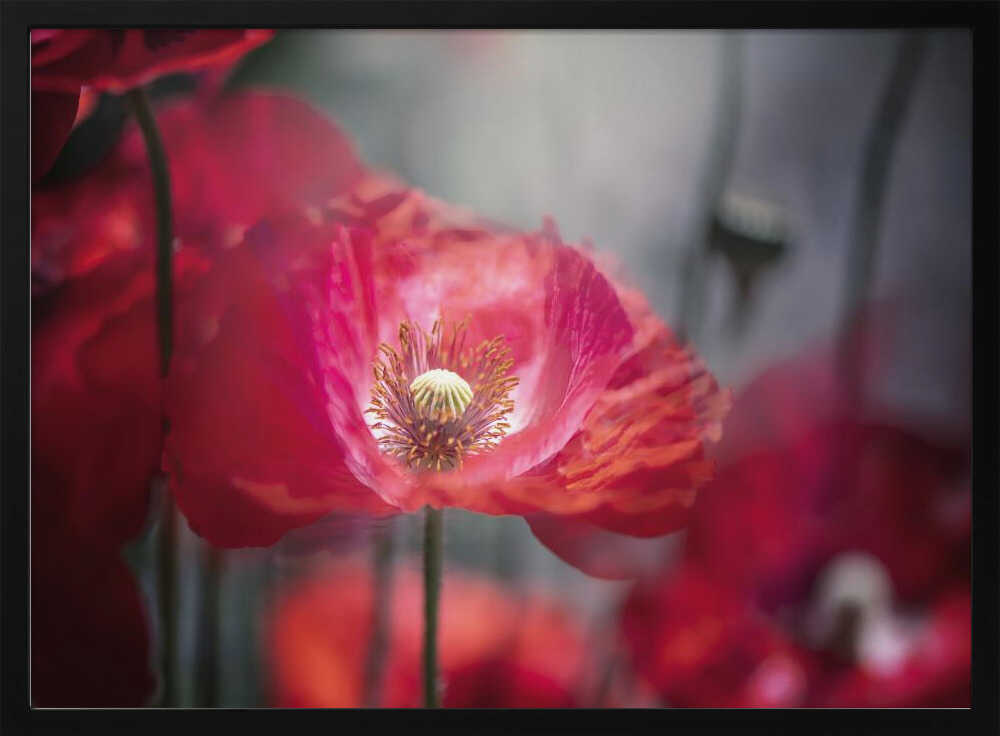 Vibrant Red Poppy - Floral Photographic Stretched Canvas Poster or Fine Art Print
