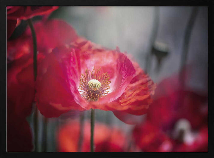 Vibrant Red Poppy - Floral Photographic Stretched Canvas Poster or Fine Art Print