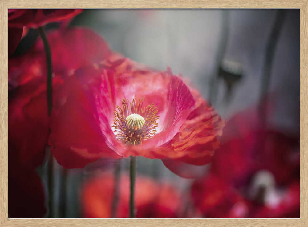 Vibrant Red Poppy - Floral Photographic Stretched Canvas Poster or Fine Art Print
