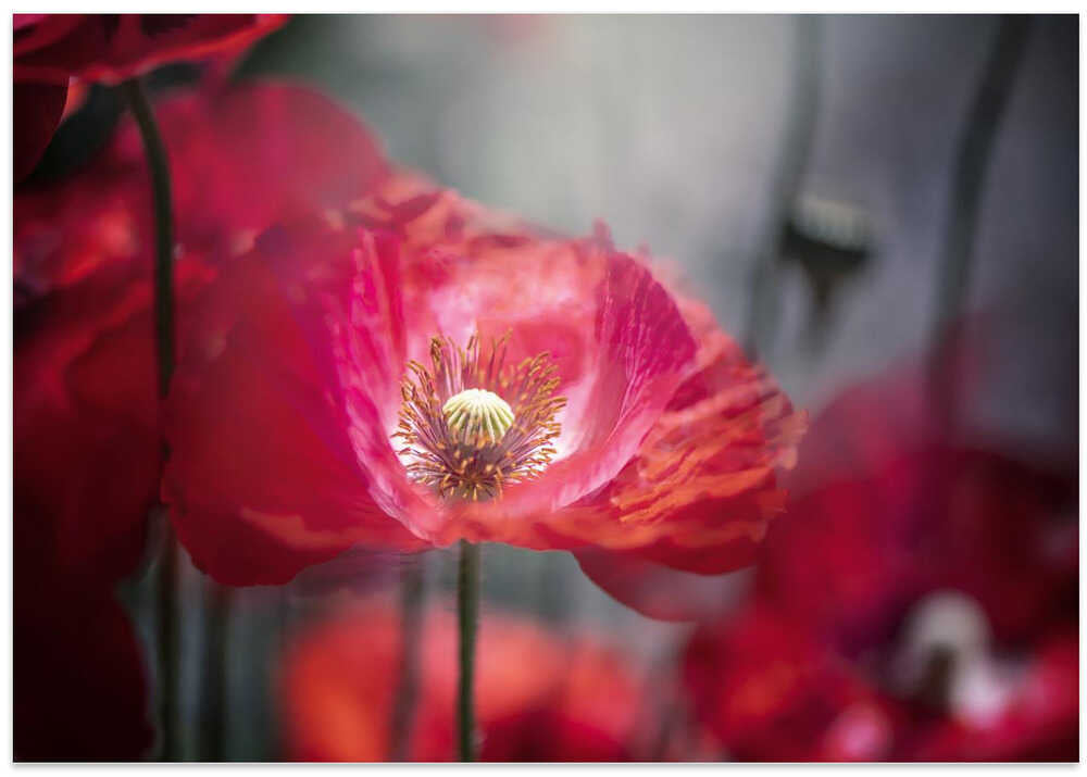 Vibrant Red Poppy - Floral Photographic Stretched Canvas Poster or Fine Art Print