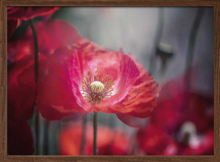 Vibrant Red Poppy - Floral Photographic Stretched Canvas Poster or Fine Art Print
