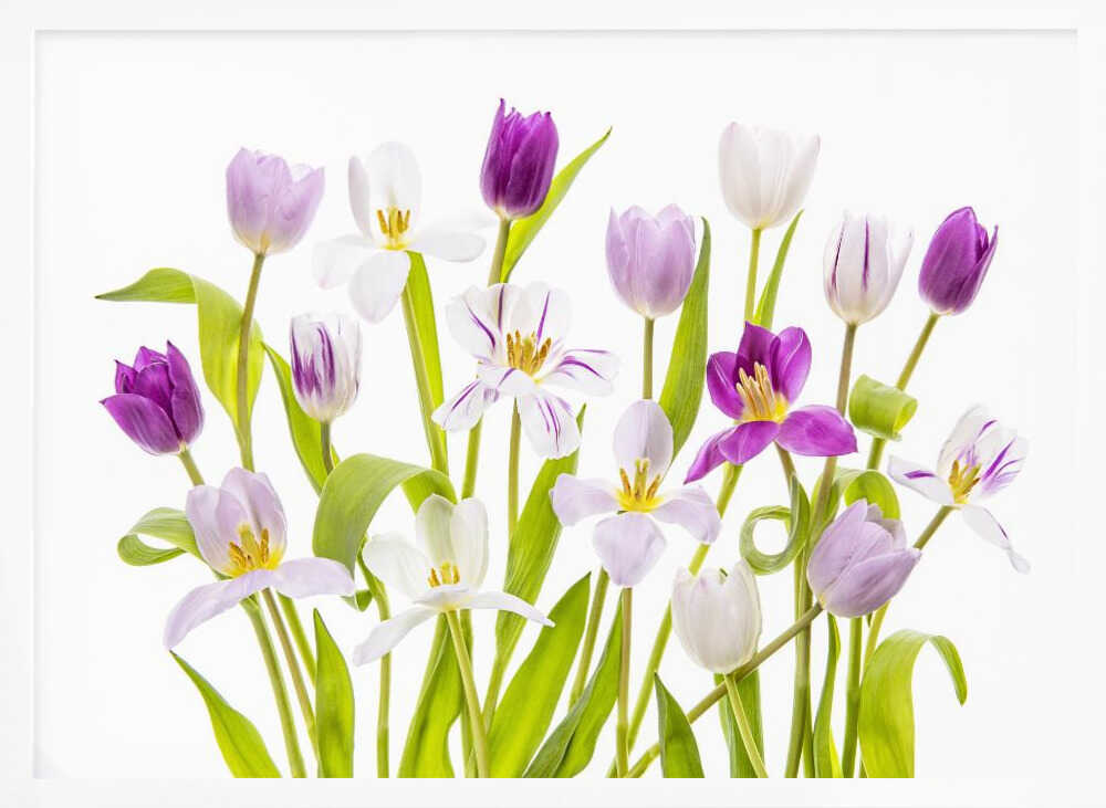 Vibrant Spring Tulips - Floral Photographic Stretched Canvas Poster or Fine Art Print