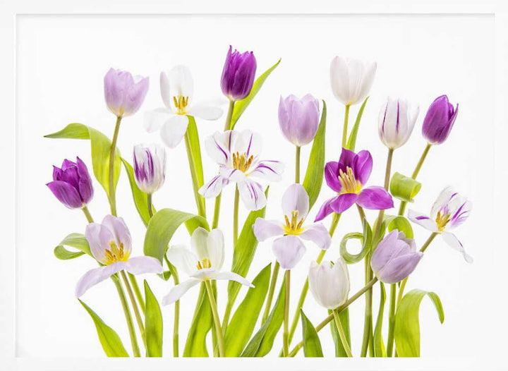 Vibrant Spring Tulips - Floral Photographic Stretched Canvas Poster or Fine Art Print