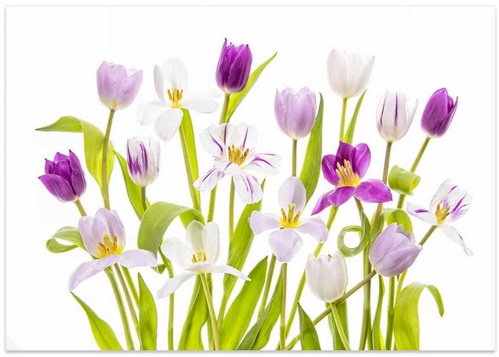 Vibrant Spring Tulips - Floral Photographic Stretched Canvas Poster or Fine Art Print