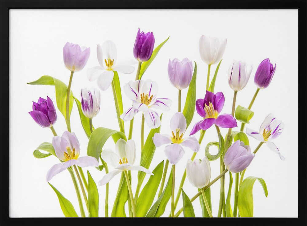 Vibrant Spring Tulips - Floral Photographic Stretched Canvas Poster or Fine Art Print