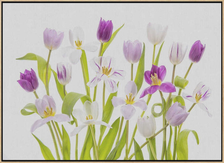 Vibrant Spring Tulips - Floral Photographic Stretched Canvas Poster or Fine Art Print