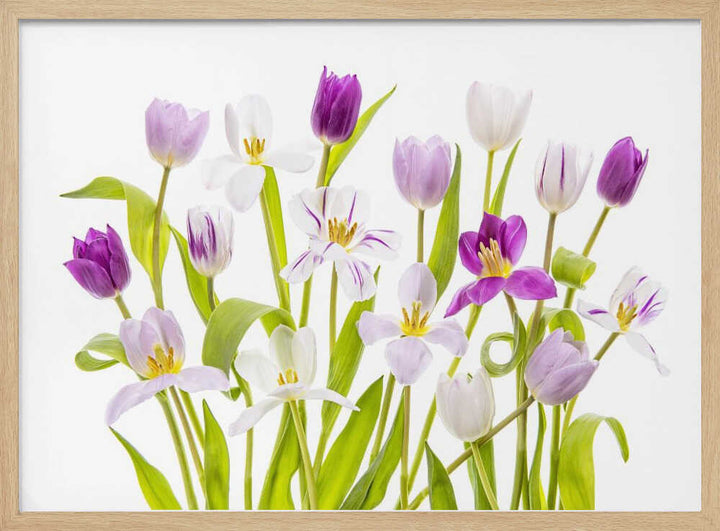 Vibrant Spring Tulips - Floral Photographic Stretched Canvas Poster or Fine Art Print