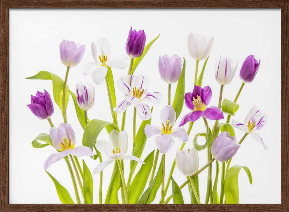 Vibrant Spring Tulips - Floral Photographic Stretched Canvas Poster or Fine Art Print