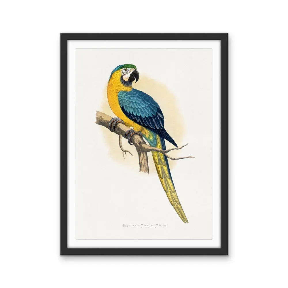 Vintage Blue and Yellow Macaw by Aexander Frances Lydon Print I Heart Wall Art Australia