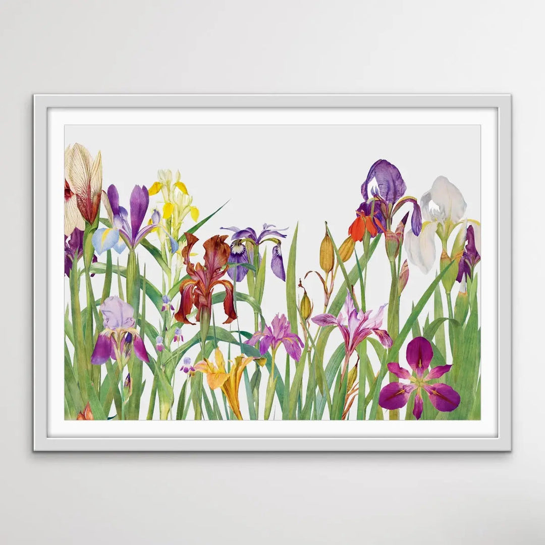 Vintage Irises - Arrangement of Botanical Illustrations by William Rickatson Dykes - I Heart Wall Art
