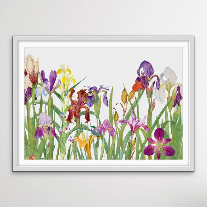 Vintage Irises - Arrangement of Botanical Illustrations by William Rickatson Dykes - I Heart Wall Art