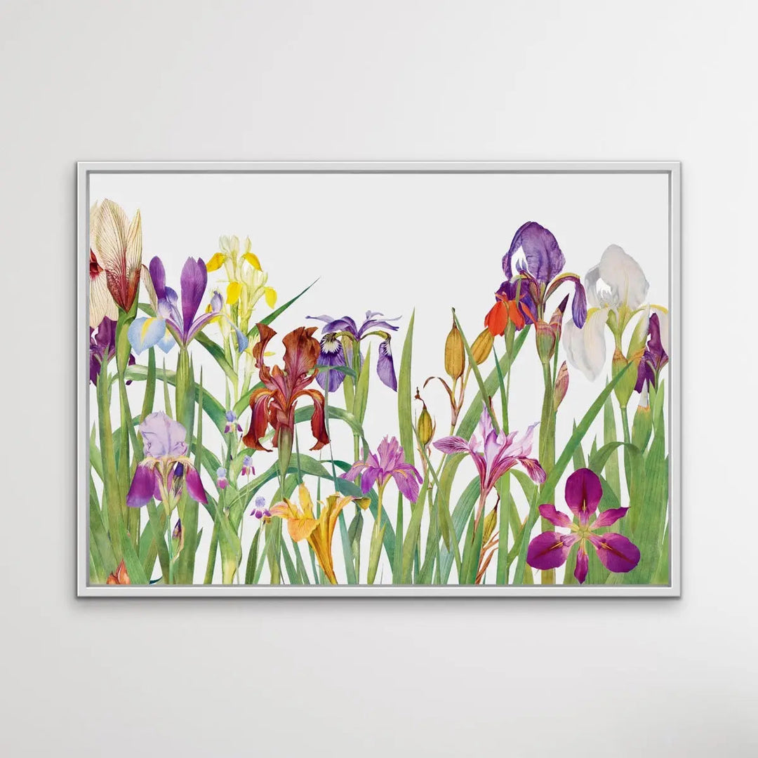 Vintage Irises - Arrangement of Botanical Illustrations by William Rickatson Dykes - I Heart Wall Art