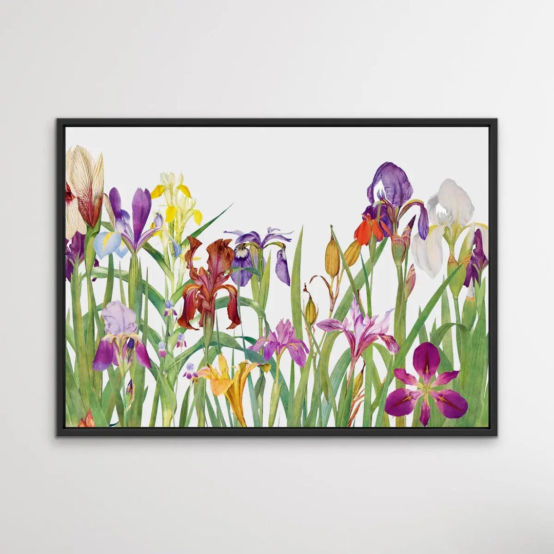 Vintage Irises - Arrangement of Botanical Illustrations by William Rickatson Dykes - I Heart Wall Art
