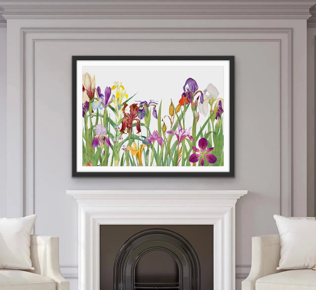 Vintage Irises - Arrangement of Botanical Illustrations by William Rickatson Dykes - I Heart Wall Art