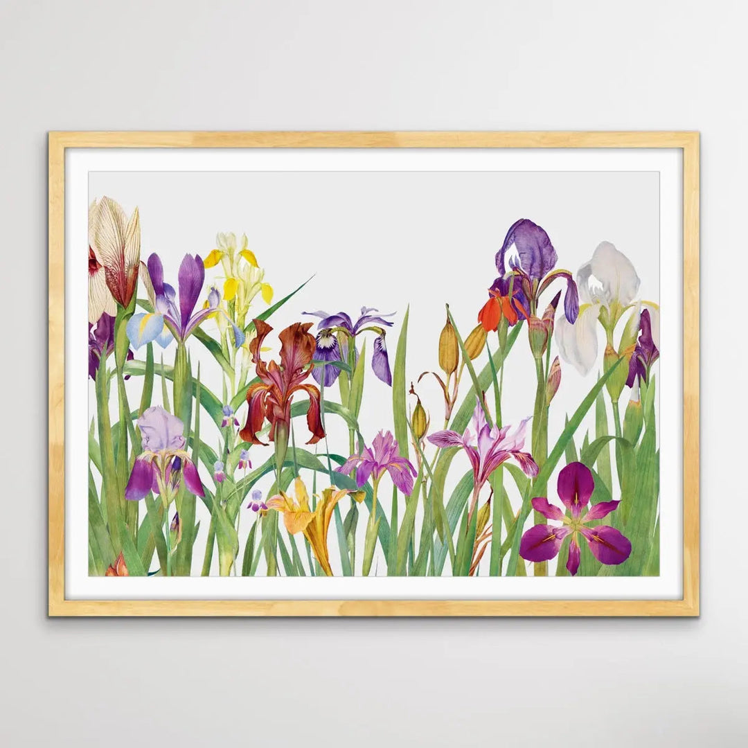 Vintage Irises - Arrangement of Botanical Illustrations by William Rickatson Dykes - I Heart Wall Art