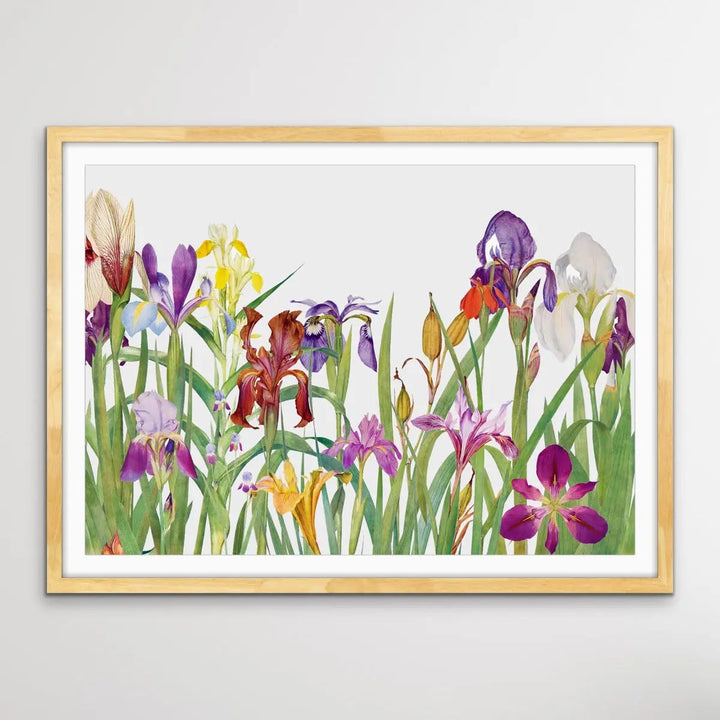Vintage Irises - Arrangement of Botanical Illustrations by William Rickatson Dykes - I Heart Wall Art
