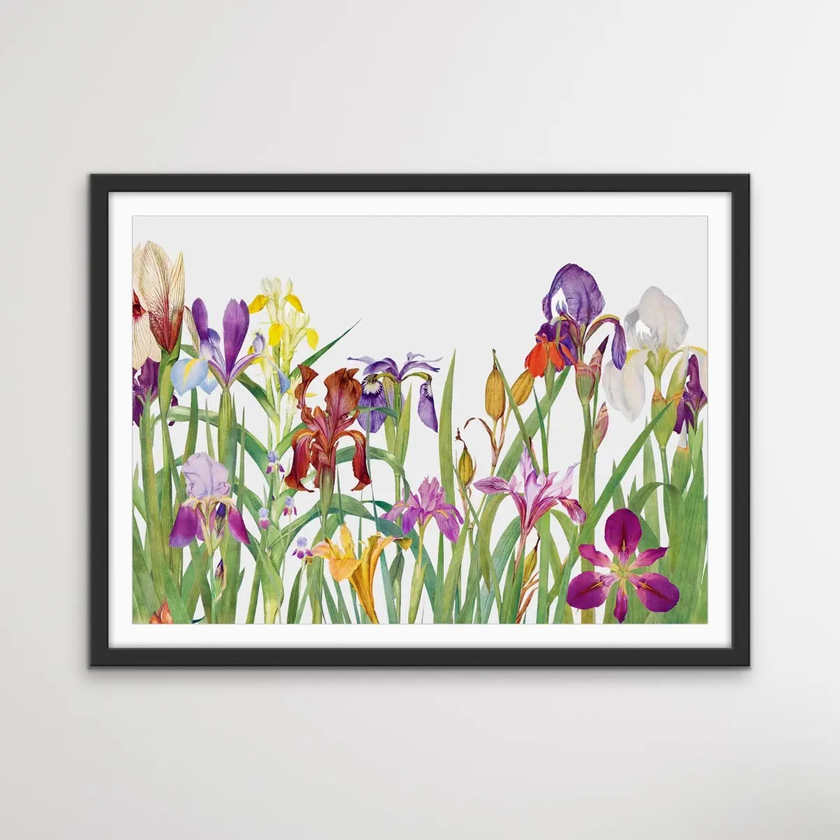 Vintage Irises - Arrangement of Botanical Illustrations by William Rickatson Dykes - I Heart Wall Art
