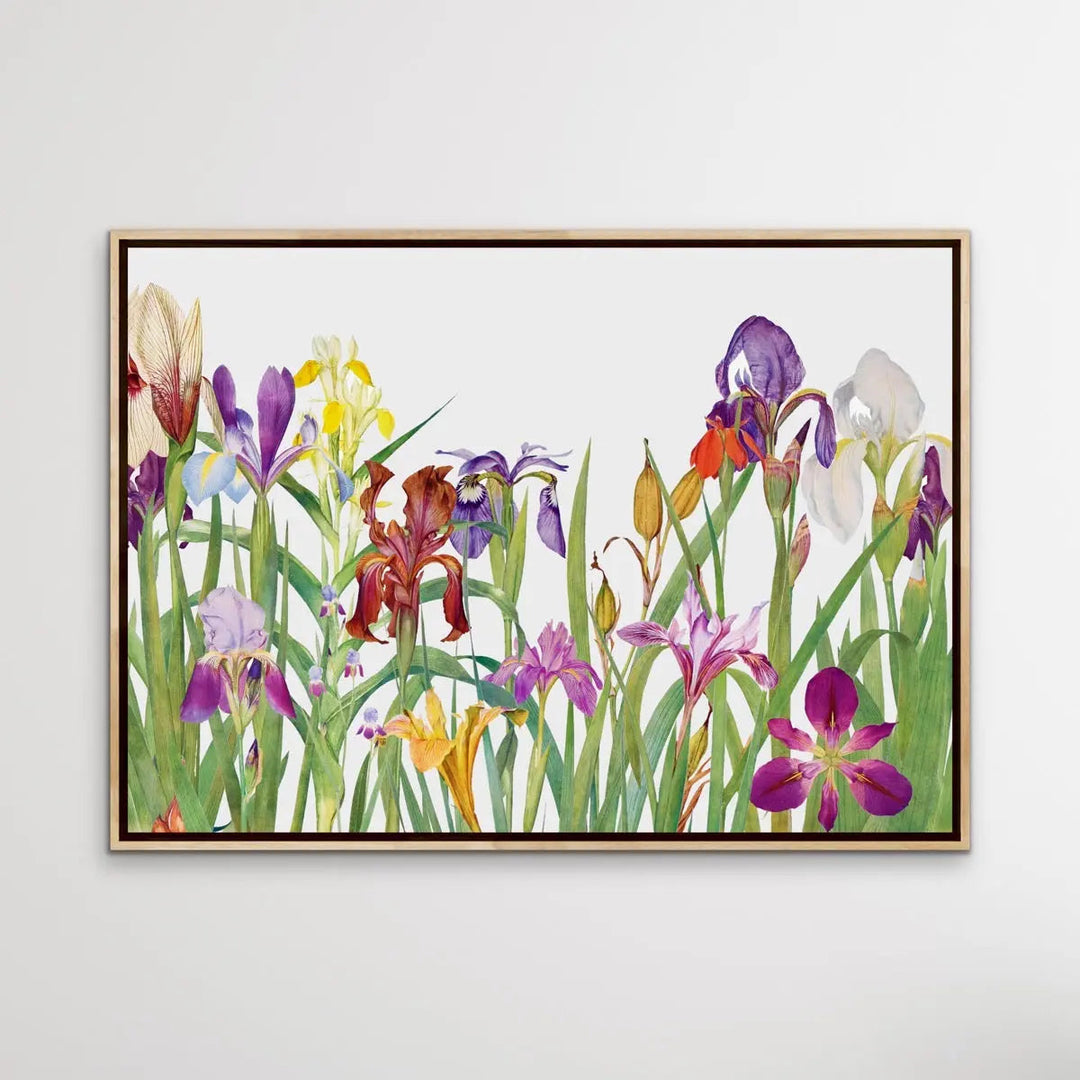 Vintage Irises - Arrangement of Botanical Illustrations by William Rickatson Dykes - I Heart Wall Art