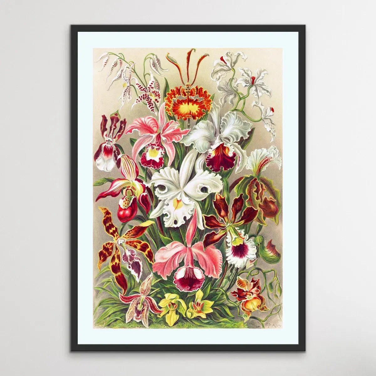 Vintage Orchid Poster - Vintage Botanical Illustration - I Heart Wall Art