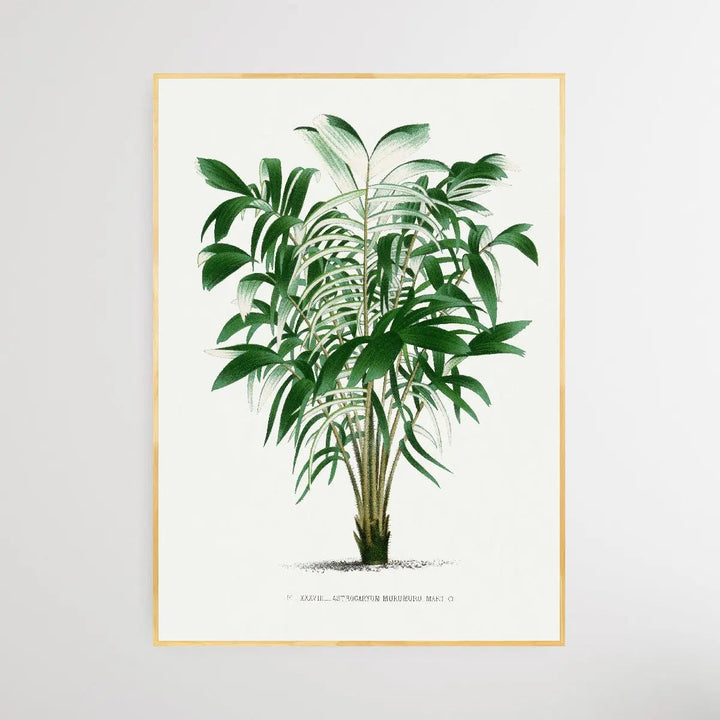 Vintage Palm Tree I by Oswald de Kerchove de Denterghem I Heart Wall Art Australia 